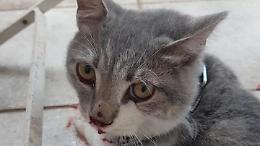 Orrore a Latina: gatto incatenato e lanciato nel giardino di una casa
