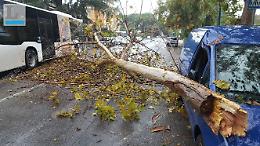 Grosso ramo cade in strada a Latina, danni e disagi in centro