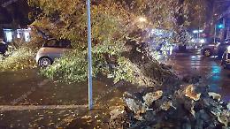 Albero piomba su un'auto in transito. Tragedia sfiorata