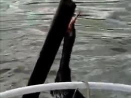 Monte San Biagio, cormorano in difficolt&agrave; nel Lago di Fondi, un uomo lo salva