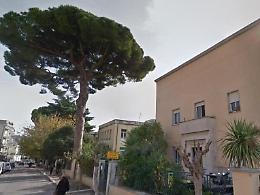 Terracina, addio all'albero dell'asilo "Isabella". Ordinanza per i lavori