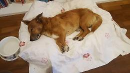 Latina, fissato per il 26 maggio l'Appello per l'aguzzino del cane Lucky