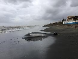 Il delfino spiaggiato al lido di Latina che nessuno rimuove