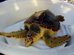 La tartaruga "Marianna" torna in mare dopo le cure ricevute