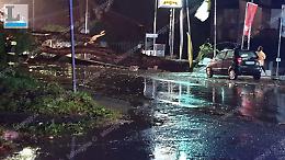 Paura ad Anzio, un grosso albero cade sull'Ardeatina a Villa Claudia