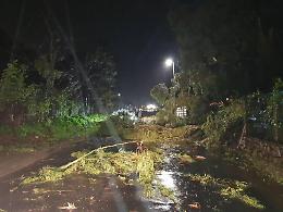 Terracina, il vento abbatte un pino sull'Appia: paura lungo il fiume