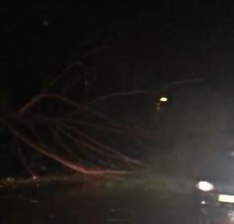 Maltempo e vento forte, cadono quattro alberi, paura tra i residenti