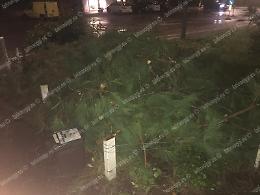 Pioggia e raffiche di vento ad Aprilia, crollano alberi e intonaci dai palazzi