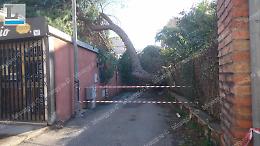 Maltempo e vento forte, cade un pino a Cretarossa: chiusa via Astura