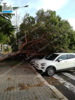 Forti raffiche di vento, cadono alberi in città: un ferito e mezzi danneggiati