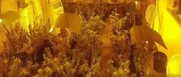 Spaccio di droga, sequestrati quasi 50 chili di marijuana. Due arresti