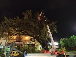 Lariano, abbattimento della quercia storica: i dubbi dell'opposizione