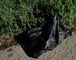 Cani uccisi nel sacco come rifiuti, esplode la rabbia nel quartiere Toscanini