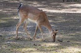 Piano di gestione del daino, Pro Natura si schiera al fianco del Parco