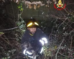 Cane intrappolato in un fossato: salvato dai vigili del fuoco