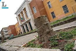C'erano una volta viale Mazzini e le battaglie per salvare gli alberi
