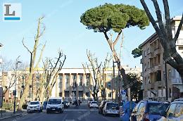 Se il taglio dei pini divide anche Lbc: la civica si scinde sul verde