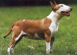 Tenta di difendere il cucciolo da un bull terrier: 32enne ferita