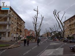 Addio agli ultimi pini di viale Mazzini e Piazza Buozzi