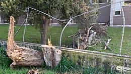 Albero caduto nel cortile della scuola, nessuno interviene