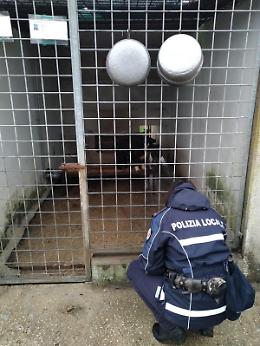 Animali in condizioni difficili, controlli a tappeto nei canili