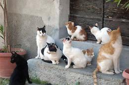 Piatti di cibo avvelenato in strada per uccidere i gatti: l'atto senza cuore
