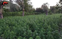 Droga dalla Calabria, il, 26 febbraio udienza preliminare