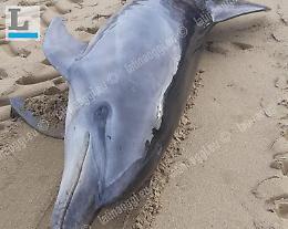 Ritrovato un delfino spiaggiato: un altro caso in provincia