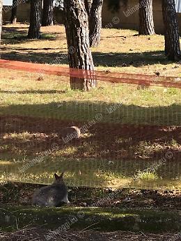I coniglietti coraggiosi diventano la mascotte del "Goretti"