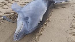 Delfino spiaggiato, operazioni di recupero concluse con successo