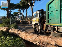 Altri 31 pini pericolosi da tagliare: l'ordinanza del sindaco