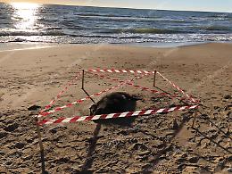 Un cinghiale spiaggiato sul lungomare di Sabaudia