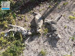 Strage di gatti avvelenati: i residenti protestano, al via l'esposto