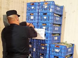 Blitz al Mof: sei aziende diffidate dai carabinieri forestali