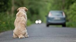 Abbandona il cucciolo in mezzo alla strada: condannato a pagare 4.000 euro