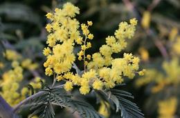 Festa della Donna alternativa per il Coronavirus