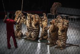 Stop ai circhi con gli animali a Nettuno: la decisione di sindaco e assessori