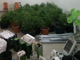Scoperta una piantagione di marijuana: un arresto e tre denunce