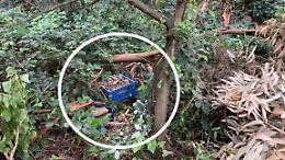 Incredibile scoperta: mattoni antichi nascosti nel giardino di Villa Borghese