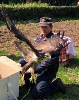 Fogliano, liberati gli animali curati dal Centro di Biodiversità