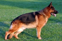 Punta il fucile contro un cane perché "rovina il raccolto": denunciato