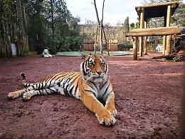 L'appello: &laquo;Aiutateci a mantenere gli animali dello Zoo delle Star di Aprilia&raquo;