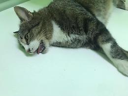 Sbranata da un cane,  una gattina lotta tra la vita e la morte