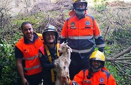 Resta intrappolata su uno sperone, capra salvata dalla protezione civile