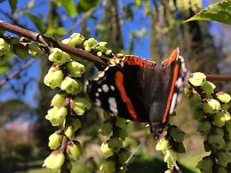 La farfalla Nymphalis Atalanta riappare nel Giardino di Ninfa