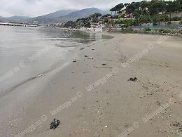 Uccelli morti sulla spiaggia, un fenomeno che si ripete