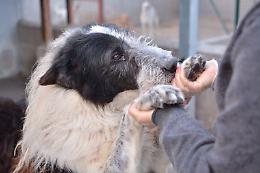 Coronavirus, indagine epidemiologica anche su cani e gatti
