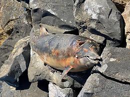Ancora un delfino trovato morto sulle spiagge del Lazio: è il settimo del 2020