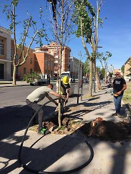 Lecci e platani per viale Mazzini, Lbc: "Sarà più bello di prima"