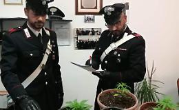 Nascondeva in casa piante di marijuana, denunciato un 42enne